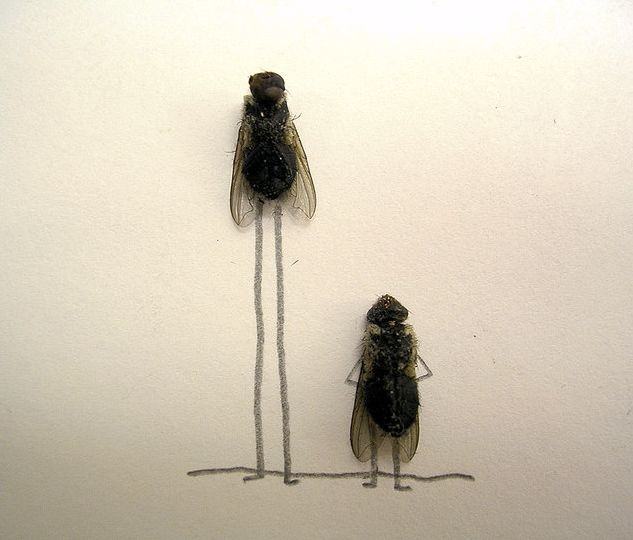 Obrázek dead-fly-art-01