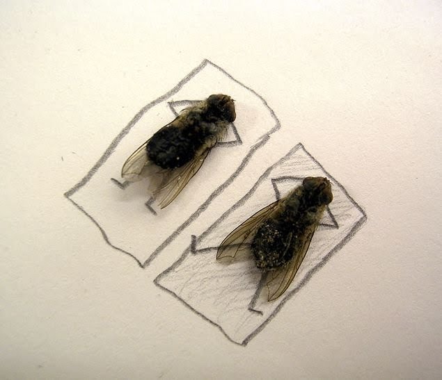 Obrázek dead-fly-art-09