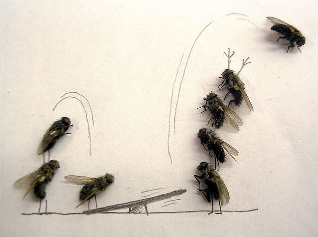 Obrázek dead-fly-art-10