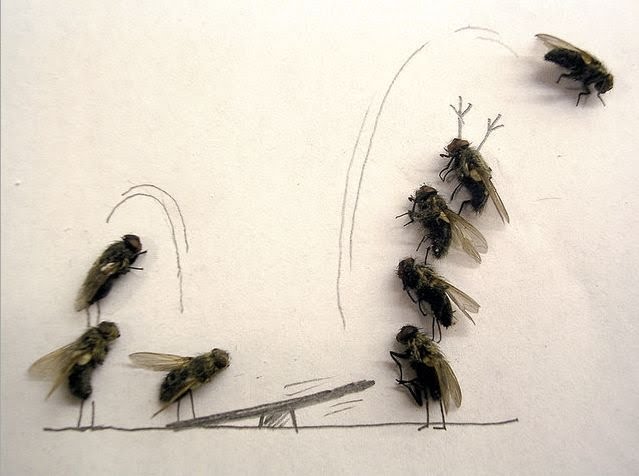 Obrázek dead-fly-art-10