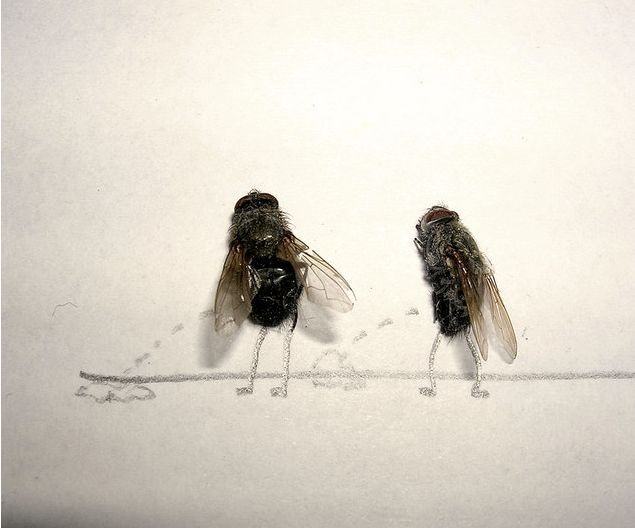 Obrázek dead-fly-art-12