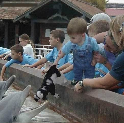 Obrázek delfinarium