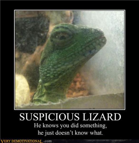 Obrázek demotivational-lizard