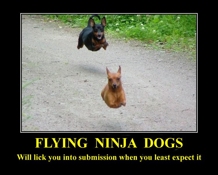 Obrázek demotivational posters flying dogs