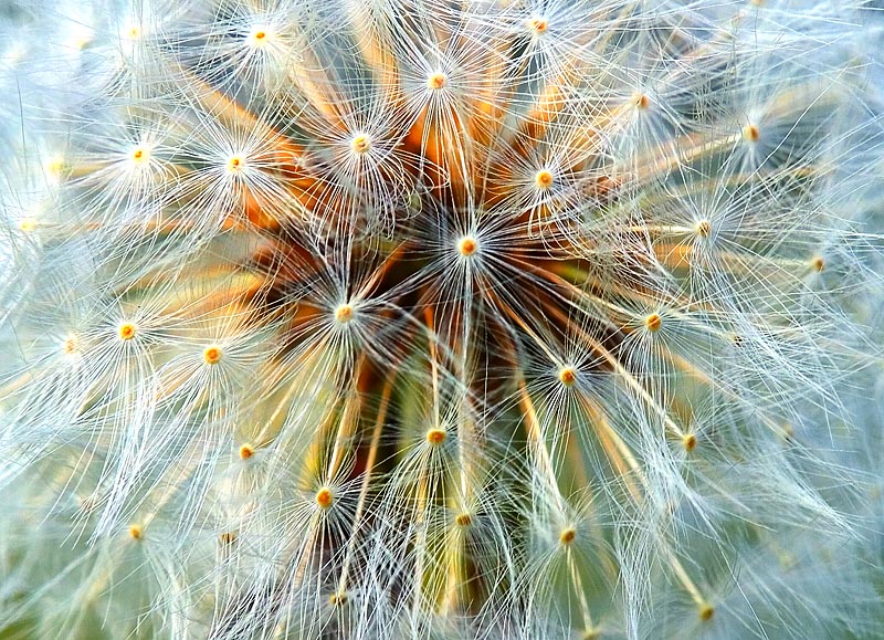 Obrázek dfireworks