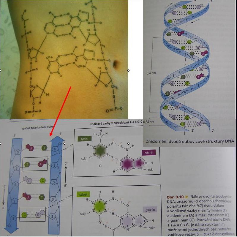 Obrázek divne tetovanie vysvetlenie - molekula DNA