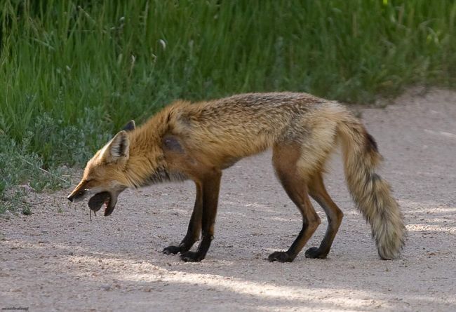 Obrázek do huby jsi mi skakat nemusela