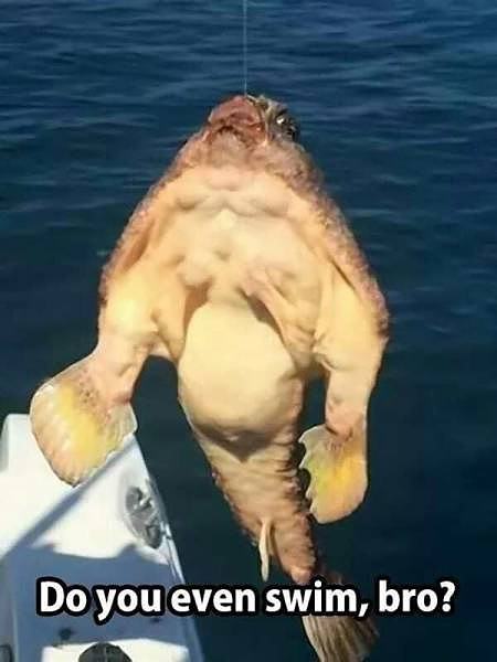 Obrázek do you even swim - bro
