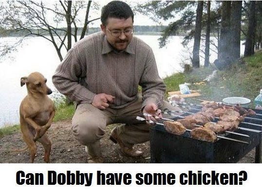 Obrázek dobby and chicken