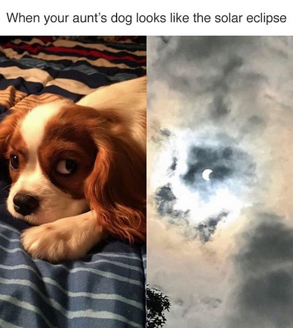 Obrázek dog-eclipse