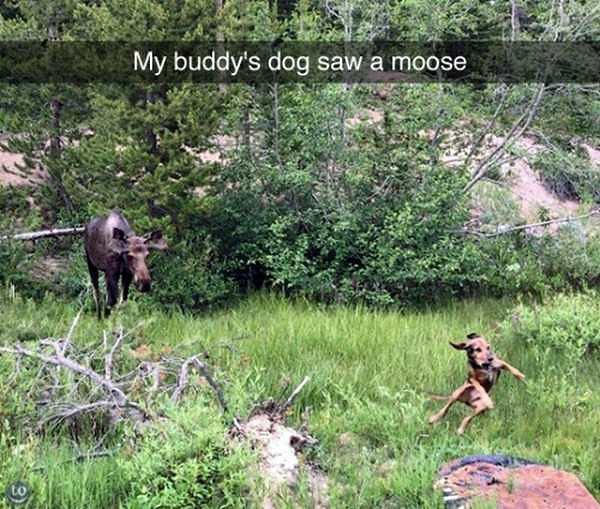 Obrázek dog-moose