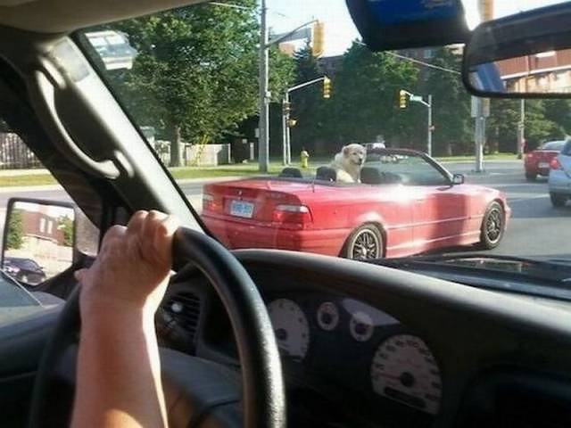 Obrázek dog-rider