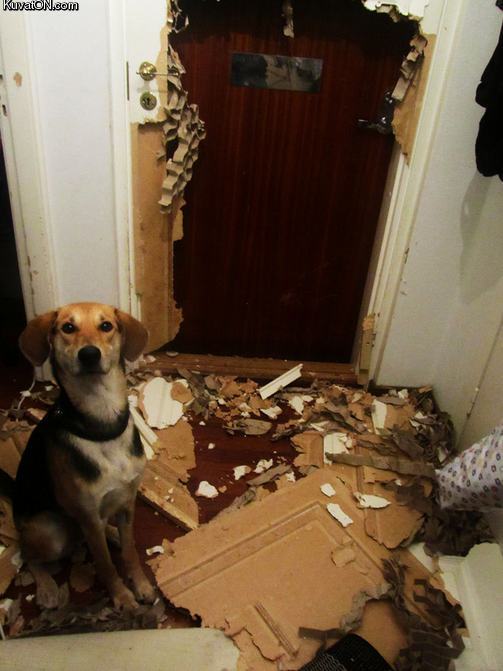 Obrázek dog128