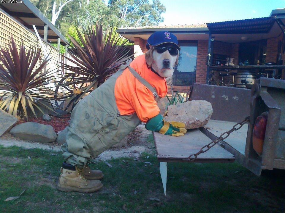 Obrázek dog at work