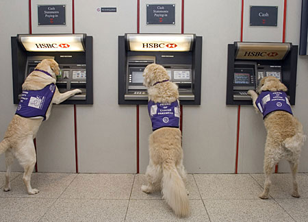 Obrázek dog cashpoint