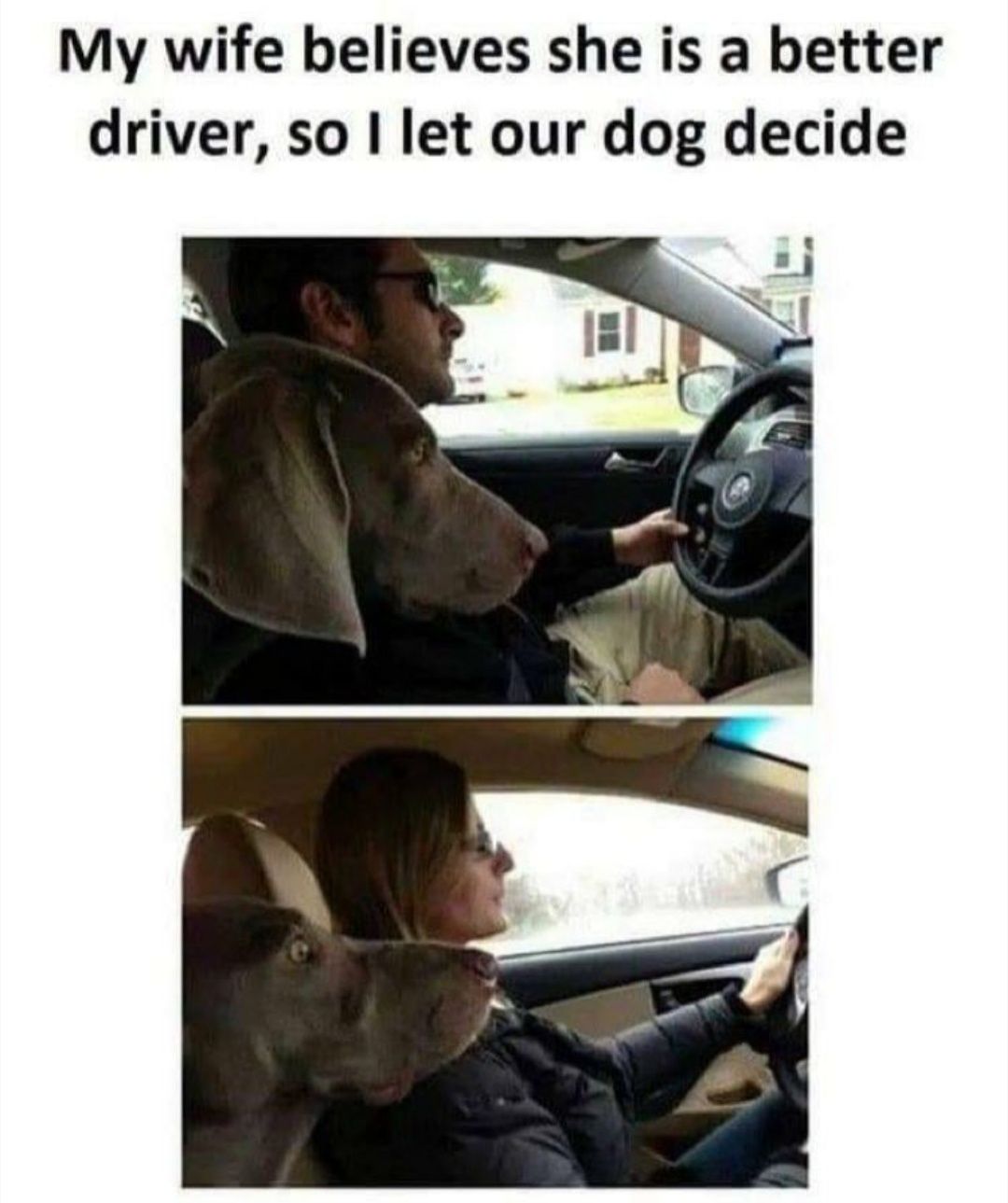 Obrázek dog decide
