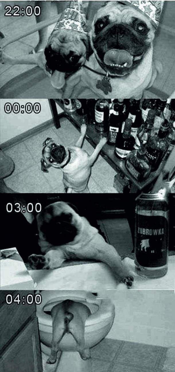Obrázek dog drunk story
