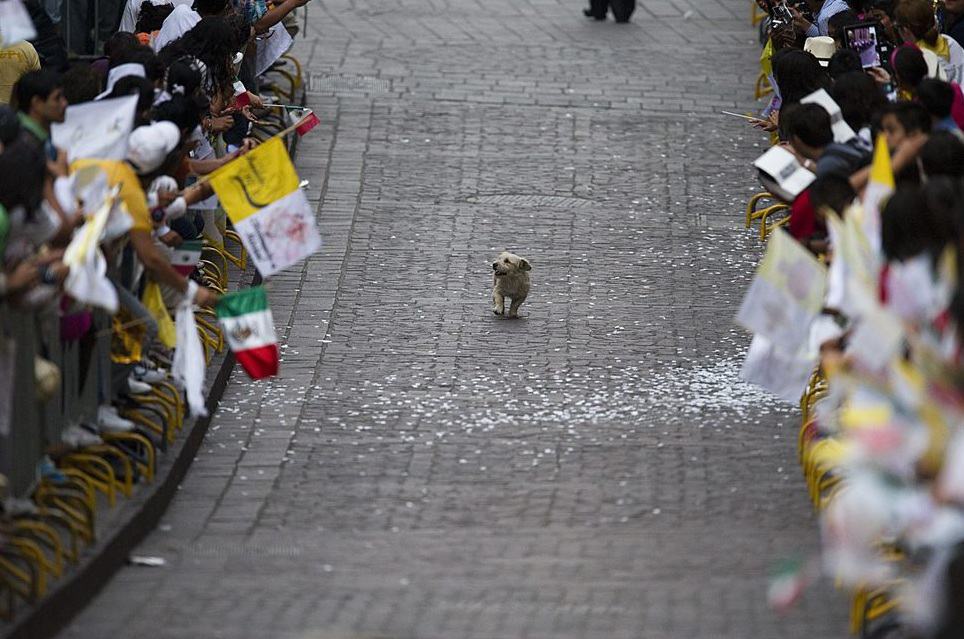 Obrázek dog&nbsp;exploiting&nbsp;pope&nbsp;27s&nbsp;procession