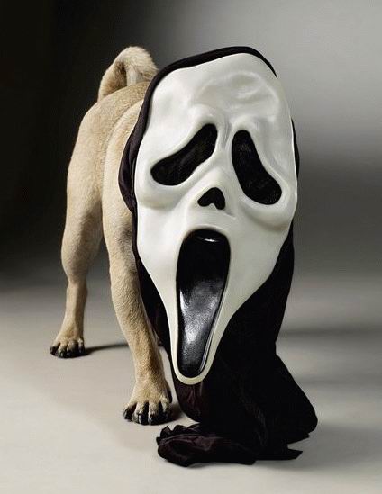Obrázek dog ghost