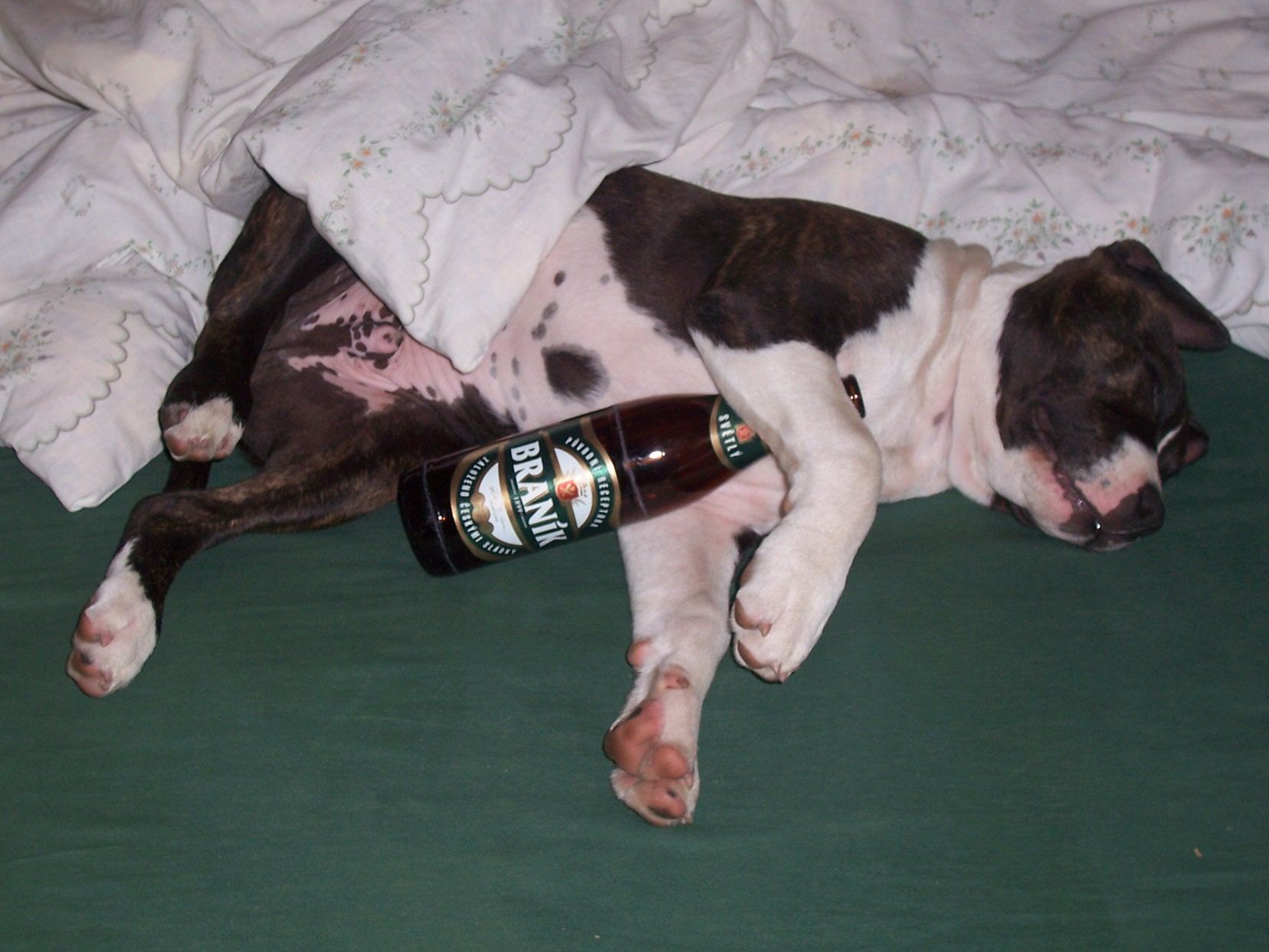 Obrázek dog hangover