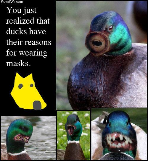 Obrázek dog masks ducks2