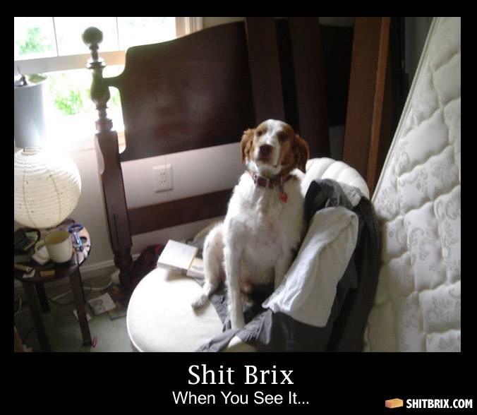Obrázek dog on chair