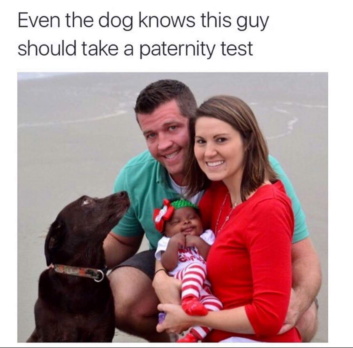 Obrázek dog paternity