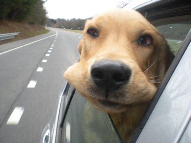 Obrázek dog rider
