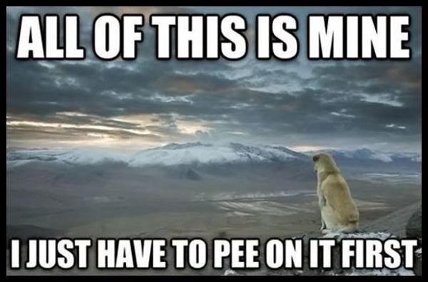 Obrázek dog s logic 540