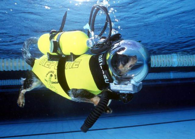 Obrázek dog underwater equip