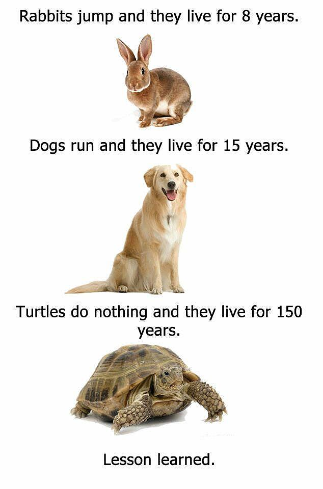 Obrázek dog vs turtles