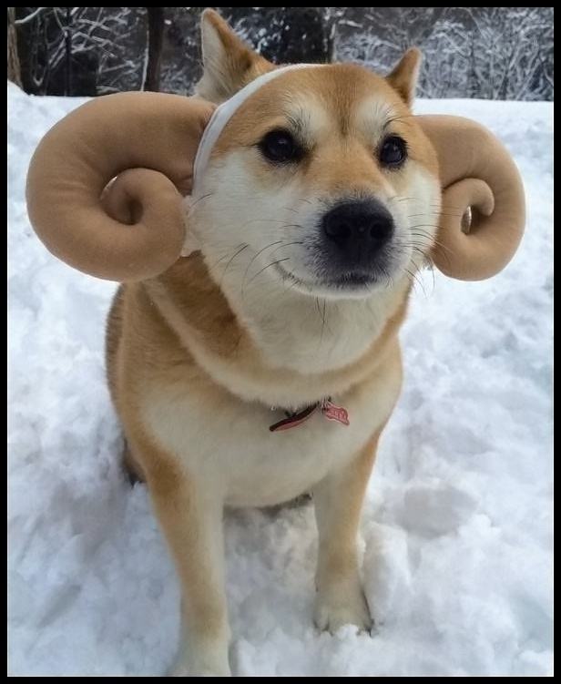 Obrázek doge-ram 1