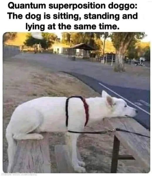 Obrázek doggo superposition