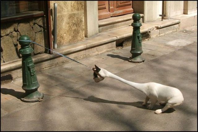 Obrázek doglongneck