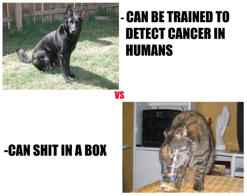 Obrázek dogs-vs-cats