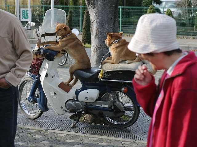 Obrázek dogs