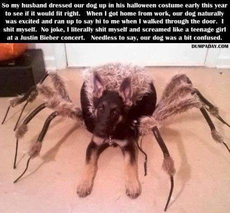 Obrázek dogspider