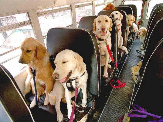 Obrázek dogtransportation