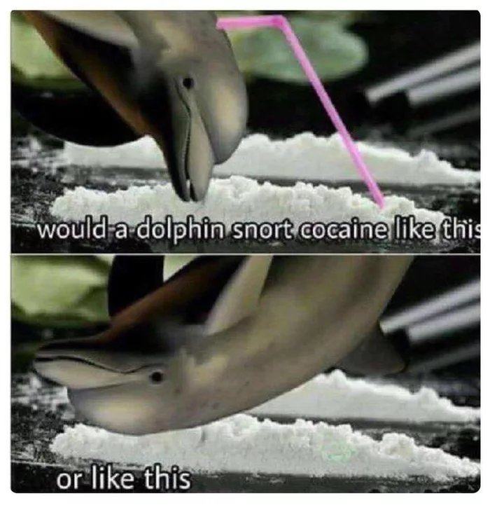 Obrázek dolphin-cocaine