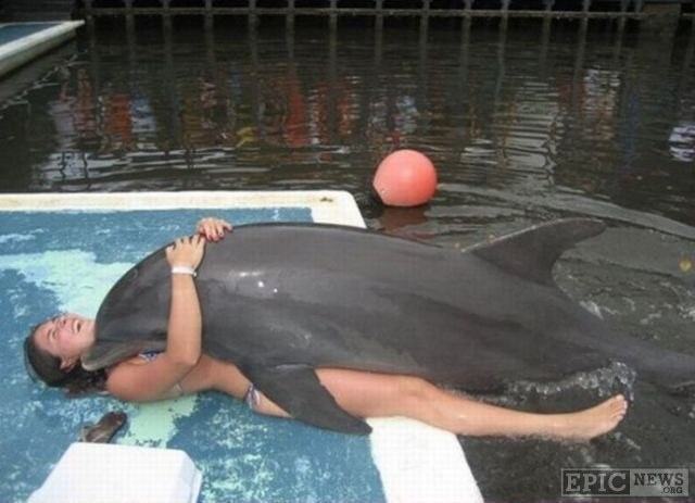 Obrázek dolphin in a pool