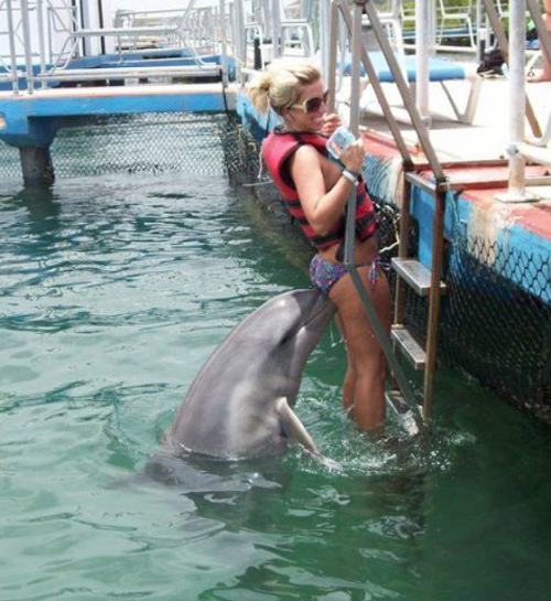 Obrázek dolphin on a ladder