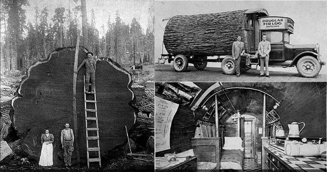 Obrázek douglas fir log