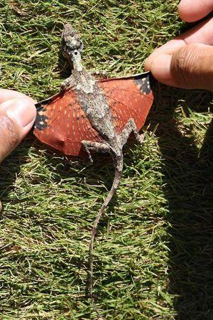 Obrázek dragon-like lizard