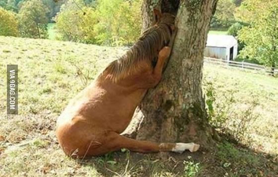 Obrázek drunk horse