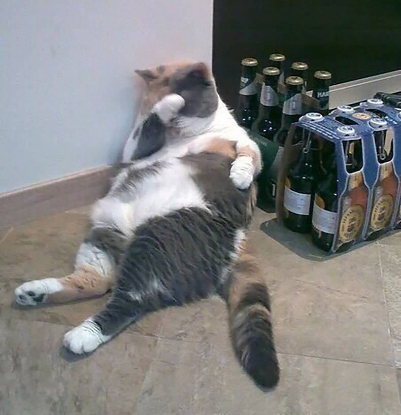 Obrázek drunkcat   