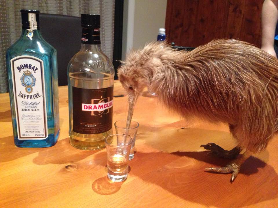 Obrázek drunken kiwi