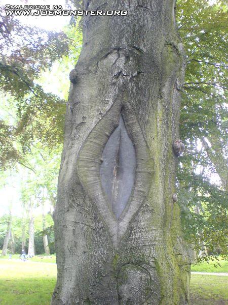 Obrázek drzewo s