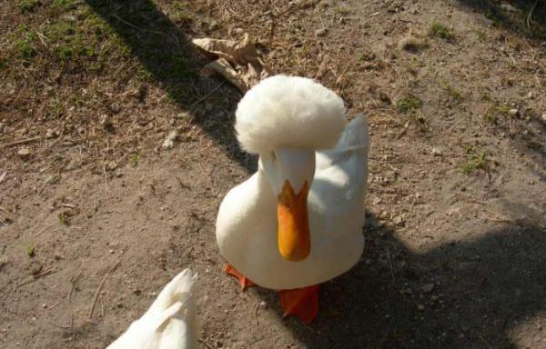 Obrázek duck