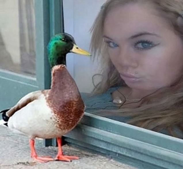 Obrázek duck and duck