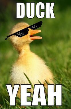 Obrázek duck yeah